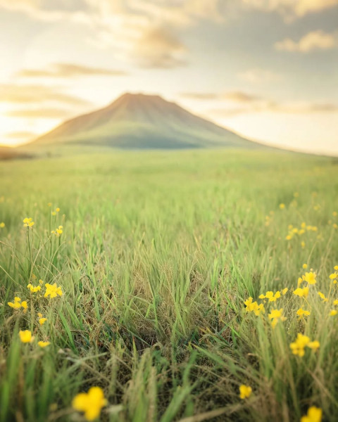 Blur Nature Photo Editing Hd Flowers Green Background