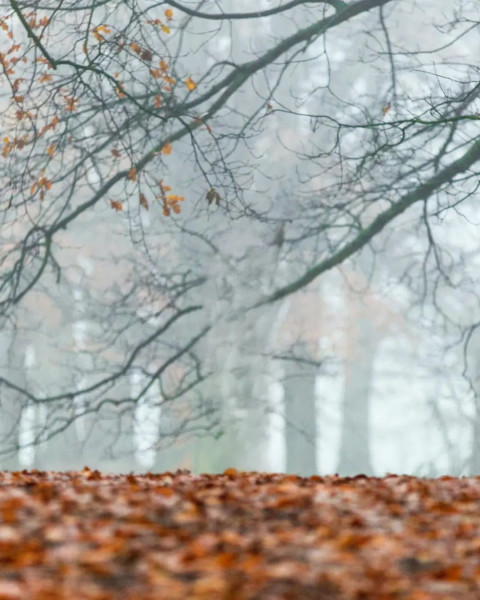 Forest New CB Editing Wallpaper Images For Photoshop