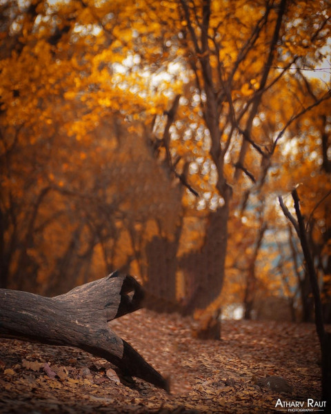 Background Images Nature