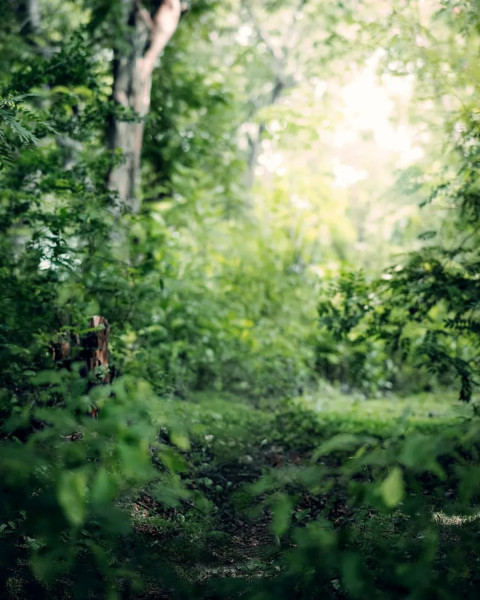 Photoshop Cool Nature Green Tree Forest Wallpaper CB Background