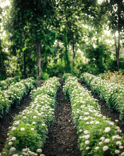 Snapseed Editing Flowers Background HD Images Download