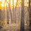 Photoshop Cool Nature Forest Sunset Wallpaper CB Background
