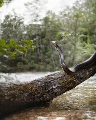Big Snak In Forest Cool Stock Edit Background Download Images