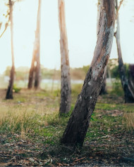 Blur Cool Stock Editing Nature Forest Tree Background Image