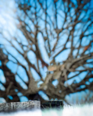 Blur Tree Photo Editing Free Background CB New Images HD Walpapers