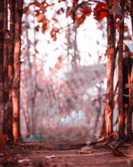 Bokeh Photoshop HD Background Download For Editing