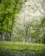 Cb Hd Background Nature Hd Forest Design