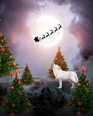 Christmas Tree Hd Photo Editing Background Hd