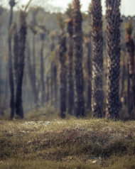 Forest Editing Background HD Download Free Images
