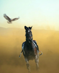 Free New Running Horse Background HD Download For Editing Images