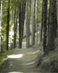 Free Photoshop Nature Cool Tree Background For Editing CB Photos