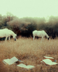 HD White Horses Snapseed Background CB Images For Editing Photo