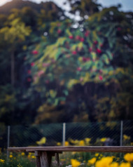 Image Editing Blur Dark Forest Hd Background