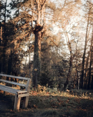Image Forest New Editing Background