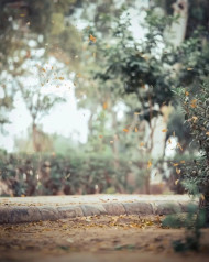 Nature Cool background Forest Tree Green Tree Wallpaper