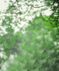 Nature Picsart Free Editor Green Background HD Photos