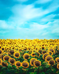 NEw Pictures HD For Photo Editor Sunflowers Background Images