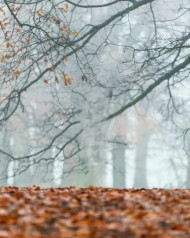 Online Editor Forest Background HD Free Images NEw Download