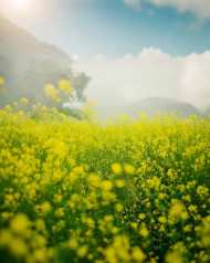 Photo Editing Yellow Colorful Flowers Background