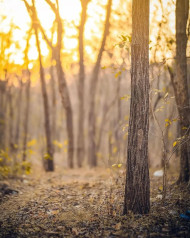 Photoshop Cool Nature Forest Sunset Wallpaper CB Background
