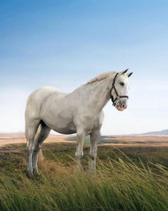 Sanpseed Free White Horse Editing CB Background Download Images