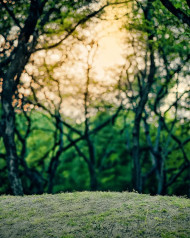 Stylish Photo Editing Sunset In Forest Background