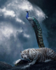 Tiger With Peacock HD Images For Editing Background