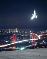 Trend Night Glowing Birds Background Cool Stock Editing New Free Wallpaper