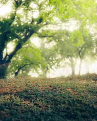Viral Insta Editor Editing NAture Background CB Pictures