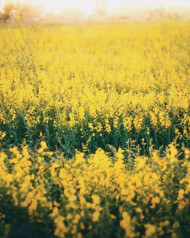 Yellow Flowers Free Images Stock Photo Sky Background New